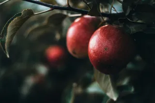 树上的圆形红色果实