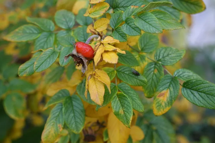 玫瑰果, 秋季, 灌木, 玫瑰果, 浆果, 植物, 水果, 宏观