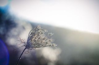 植物，干燥，田边，背光，剪影，日出，天空，光圈