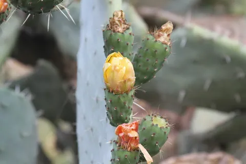 无花果,花梨,水果,草莓,甜食,植物,仙人掌,花 无花果,花梨,水果,草莓,甜食,植物,仙人掌,花