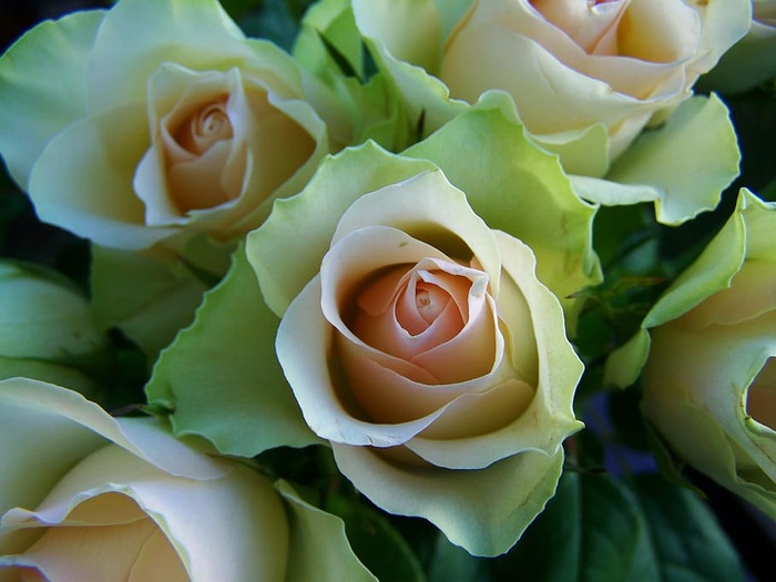 玫瑰花束，白粉色，切花，花朵，开花植物，自然之美，玫瑰，植物