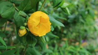 花，英格兰，蓝色，生长，花，绿色，自然，黄色