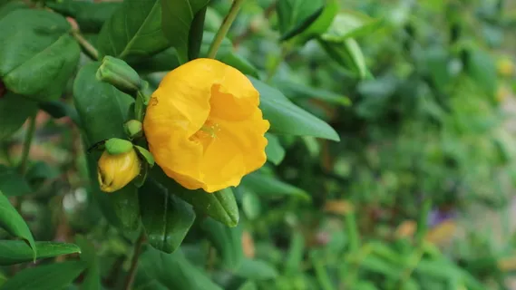 花,英格兰,蓝色,生长,花,绿色,自然,黄色 花,英格兰,蓝色,生长,花,绿色,自然,黄色