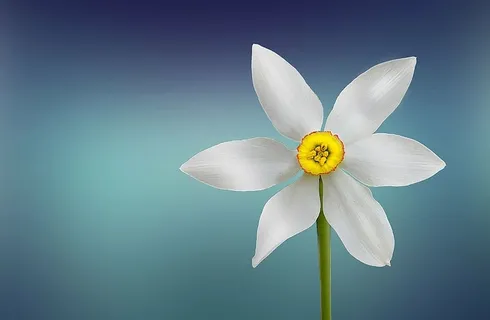 开花,开花,植物,花,花瓣,植物,自然,花瓣 开花,开花,植物,花,花瓣,植物,自然,花瓣