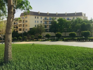 阿拉伯联合酋长国、迪拜、上游汽车城、草地、树木、绿色植物、树叶、天空