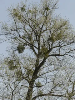 树,槲寄生,生长物,树枝,附件,生长,自然,高大 树,槲寄生,生长物,树枝,附件,生长,自然,高大