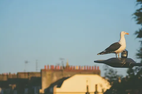 白色，黑色，鸟类，户外，灯柱，浅色，对焦，照片