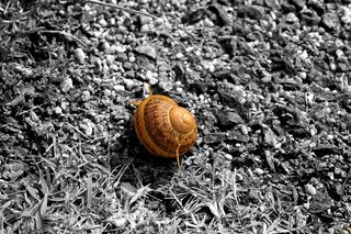 蜗牛、双色、单色、野生动物、野生动物、动物主题、动物、腹足类