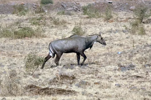 尼尔盖,羚羊,动物,野生,蓝牛,白背长尾羚,最大,亚洲羚羊 尼尔盖,羚羊,动物,野生,蓝牛,白背长尾羚,最大,亚洲羚羊