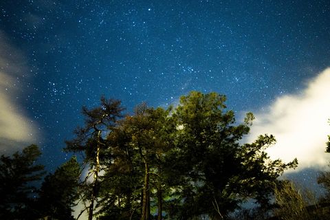 多云的天空下的绿树