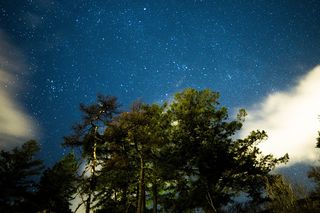 多云的天空下的绿树