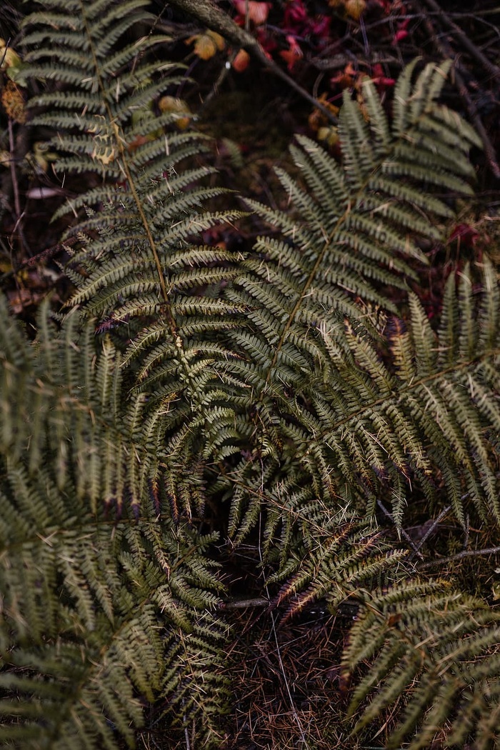 秋天在雾天向森林走去