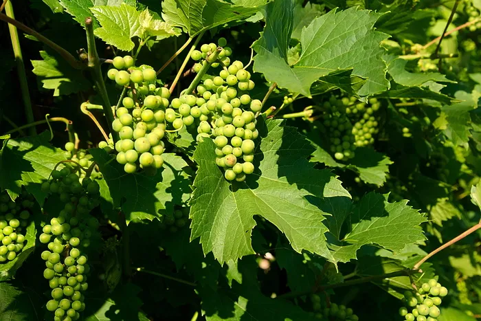 绿葡萄，葡萄酒，葡萄，水果，葡萄酒，葡萄，红葡萄品种，绿色，食品和饮料