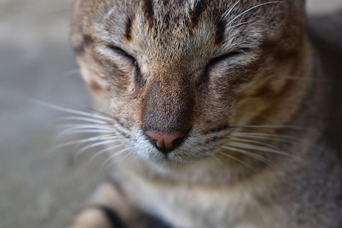 猫，可爱，动物，哺乳动物，可爱，宠物，脸，一只动物