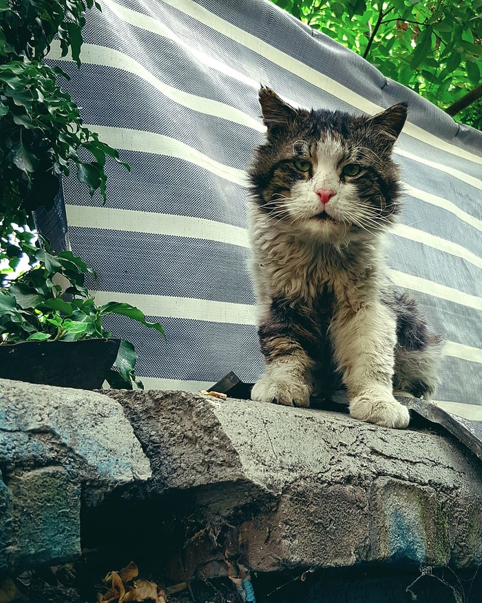 伊朗，德黑兰，埃拉希耶，猫，毛骨悚然，老，哺乳动物，家猫