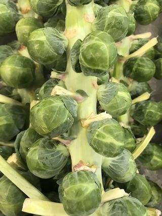 布鲁塞尔芽菜，蔬菜，食品和饮料，绿色，健康饮食，食品，蔬菜，新鲜度