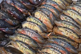 生螃蟹的平面摄影