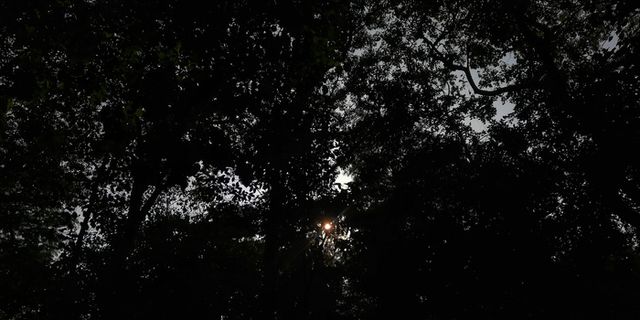 耀斑、光、植物、树木、阳光、植被、轮廓、林地