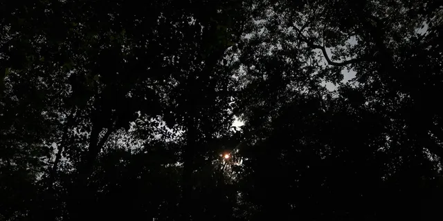 耀斑、光、植物、树木、阳光、植被、轮廓、林地