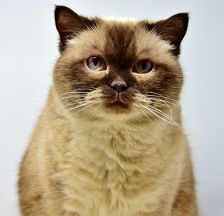 特写照片，棕色，米色，猫，英国短毛，宠物，米兹，英国