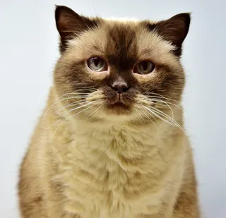 特写照片，棕色，米色，猫，英国短毛，宠物，米兹，英国