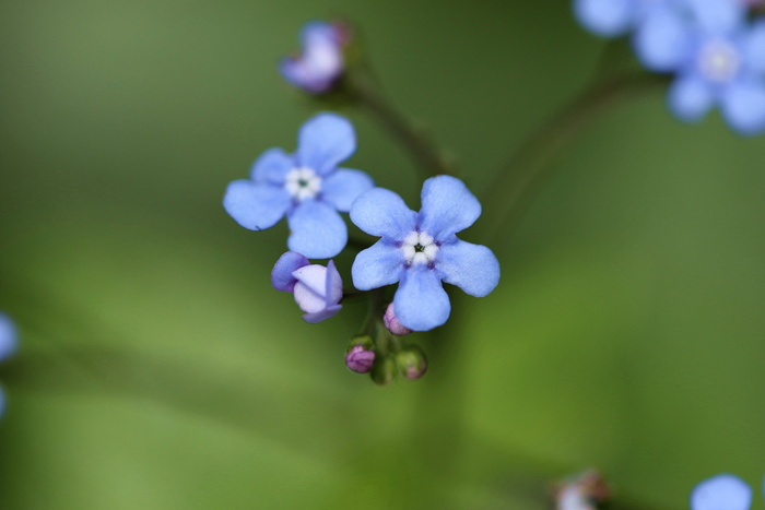 深色、大型、花朵、多年生植物、花园、春季、蓝色、多年生植物