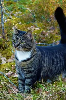 猫,森林,灰色,动物主题,动物,宠物,哺乳动物,一种动物 猫,森林,灰色,动物主题,动物,宠物,哺乳动物,一种动物