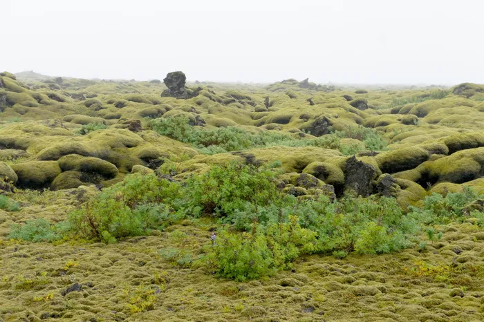 冰岛，Lavamező，地衣，植物，自然，自然之美，天空，没有人