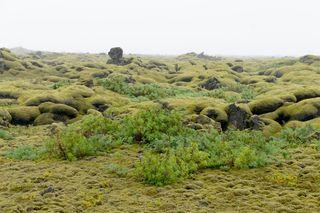 冰岛，Lavamező，地衣，植物，自然，自然之美，天空，没有人