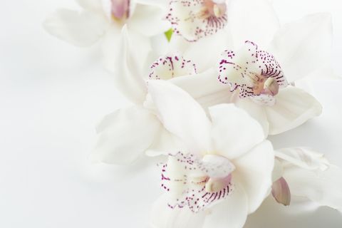 白色和紫色兰花,特写,摄影,兰花,花朵白色背景,花朵,紫色,异国情调 白色和紫色兰花,特写,摄影,兰花,花朵白色背景,花朵,紫色,异国情调