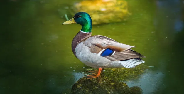 布加勒斯特,gradina botanica,森林,野生,鸭子,羊群,特写,旅行 布加勒斯特,gradina botanica,森林,野生,鸭子,羊群,特写,旅行