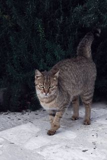 猫，宠物，朋友，毛茸茸的，小猫，可爱的，动物，家养的