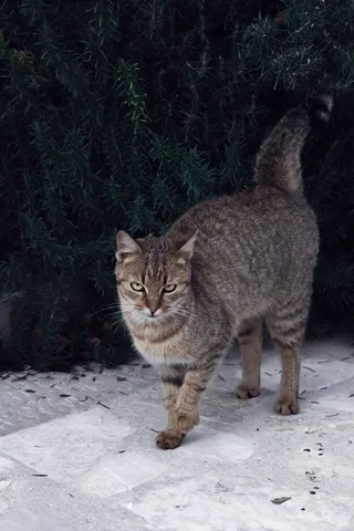 猫，宠物，朋友，毛茸茸的，小猫，可爱的，动物，家养的