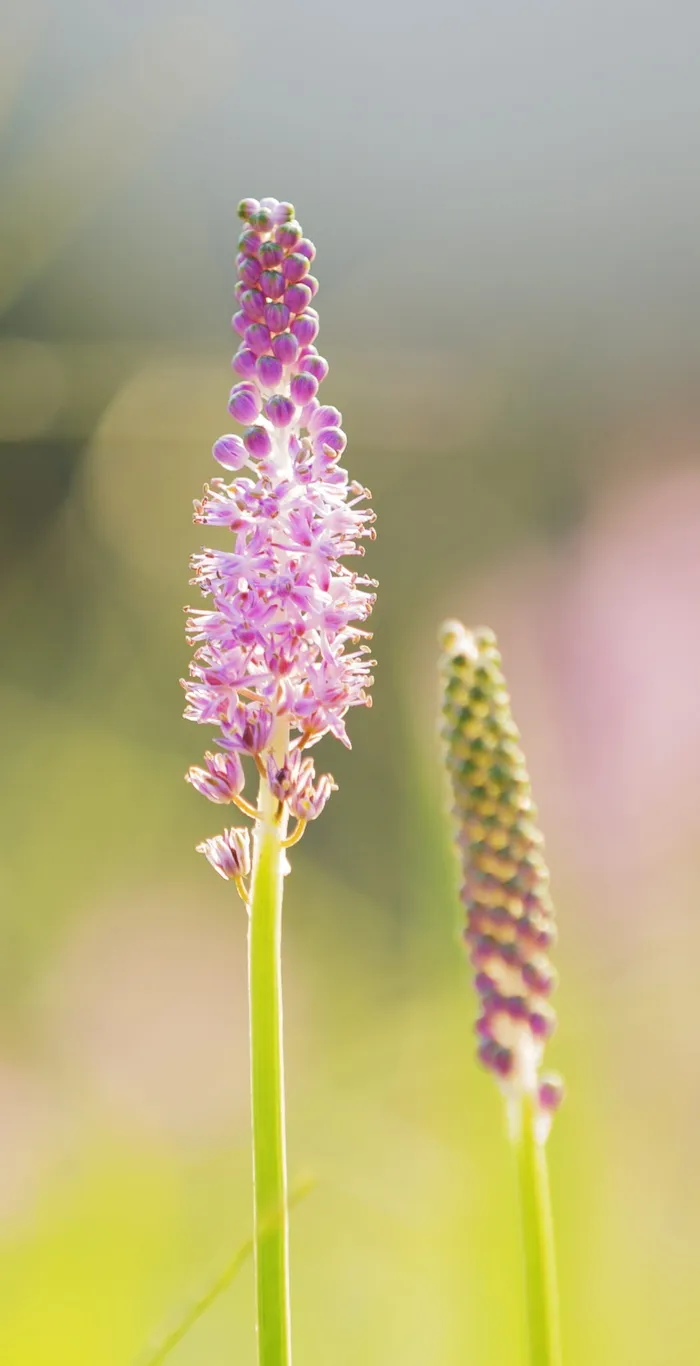 花卉、植物、粉色、人才、公司、with、紫色、自然