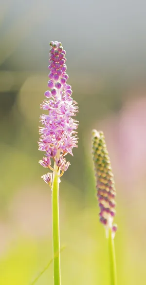 花卉、植物、粉色、人才、公司、with、紫色、自然 花卉、植物、粉色、人才、公司、with、紫色、自然