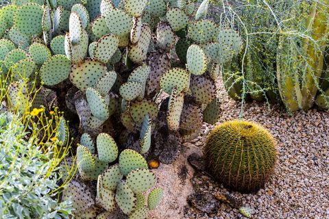 仙人掌，肉质植物，生长，刺，植物，绿色，没有人，桶装仙人掌