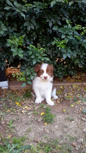 小狗，边境牧羊犬，边境牧羊犬，狗，动物，宠物，年轻
