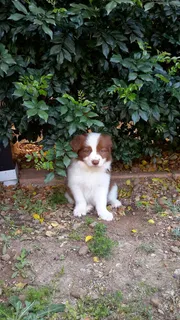 小狗,边境牧羊犬,边境牧羊犬,狗,动物,宠物,年轻 小狗,边境牧羊犬,边境牧羊犬,狗,动物,宠物,年轻