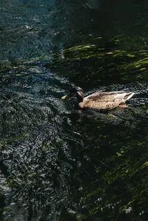 河流，水，水流，鸟类，自然，动物，鸭子，野生动物
