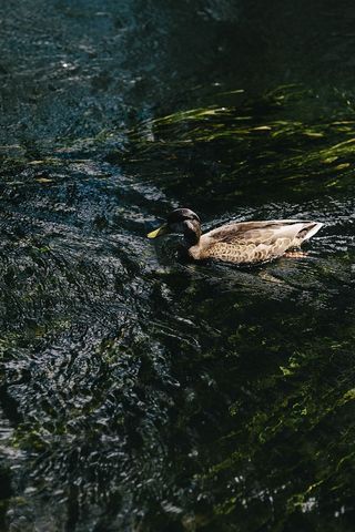 河流，水，水流，鸟类，自然，动物，鸭子，野生动物