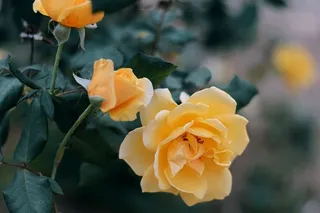 颜色，微妙，焦点，绿色，自然，植物，庭院，花园