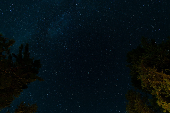 夜空蓝星下绿树