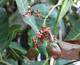 腰果, 坚果, 食品, 野生动物, 野生动物, 植物部分, 叶, 动物主题