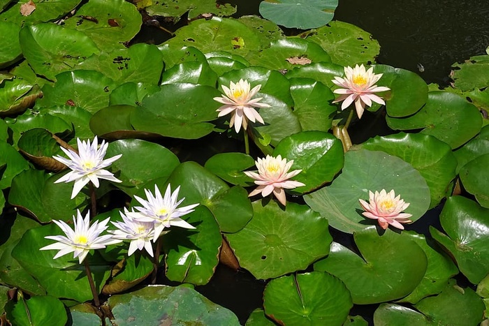 特写照片，白色花瓣花朵，睡莲，桃，辉光，百合，桃辉光