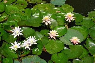 特写照片，白色花瓣花朵，睡莲，桃，辉光，百合，桃辉光