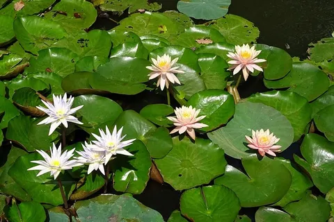 特写照片,白色花瓣花朵,睡莲,桃,辉光,百合,桃辉光 特写照片,白色花瓣花朵,睡莲,桃,辉光,百合,桃辉光