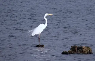 大白鹭，阿尔巴鹭，大白鹭，大白鹭，大白鹭，鸟，涉禽，印度
