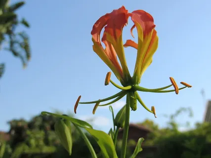 火焰礼来,花,植物,花园,生长,自然之美,开花植物,新鲜度 火焰礼来,花,植物,花园,生长,自然之美,开花植物,新鲜度