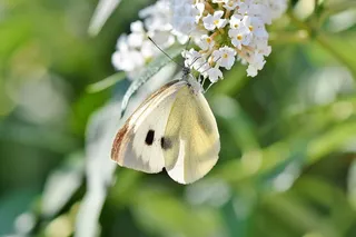 白灵，蝴蝶，昆虫，飞虫，蝴蝶，翅膀，开花，开花