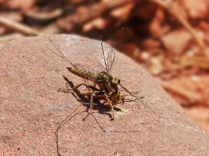 asílido,assilidae,苍蝇salteadora,苍蝇掠食,苍蝇吞食típula,捕食,昆虫,昆虫 asílido,assilidae,苍蝇salteadora,苍蝇掠食,苍蝇吞食típula,捕食,昆虫,昆虫